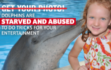 boycott the dolphin show