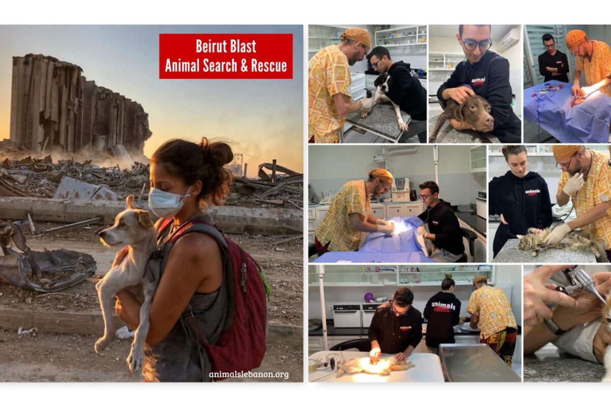 Animals Lebanon have worked round the clock to help animals affected by Beirut explosion.