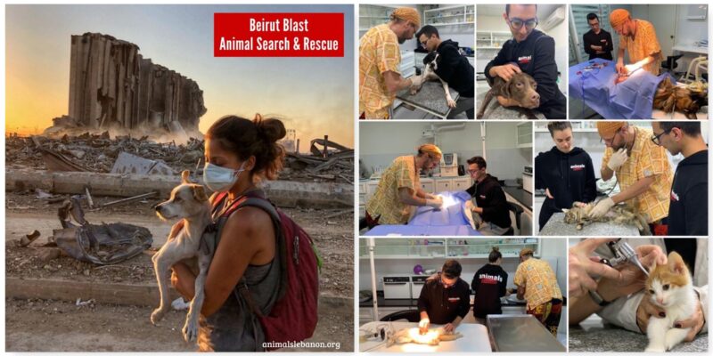 Animals Lebanon have worked round the clock to help animals affected by Beirut explosion.