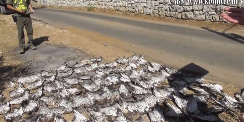 Mass killing of birds of prey in the Lebanon, day 3, CABS