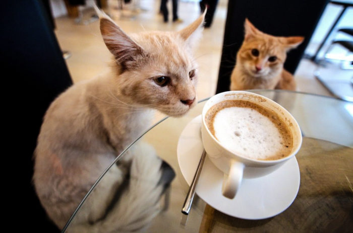 Beirut Cat Café