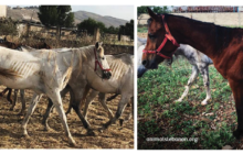 17-starving-horses-found-at-a-horse-farm-in-Lebanon