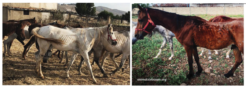 17-starving-horses-found-at-a-horse-farm-in-Lebanon