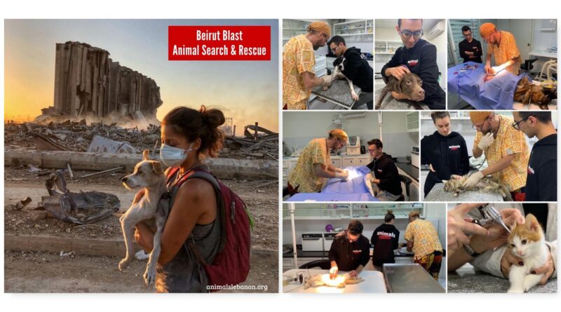 Animals Lebanon have worked round the clock to help animals affected by Beirut explosion.